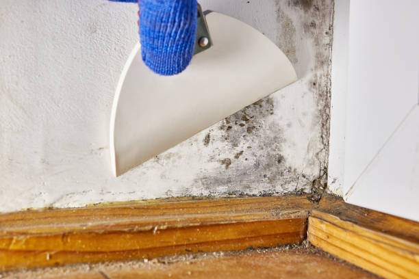 Best Mold-Related Health Consultation  in Columbia, SC